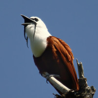 Three-wattled Bellbird